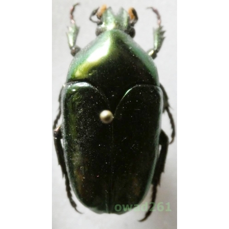 Cetonidae6 sp. female 30mm Indonesia, Sumatera Is